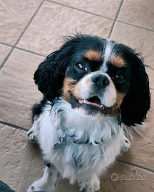 Cavalier tricolore per la monta 