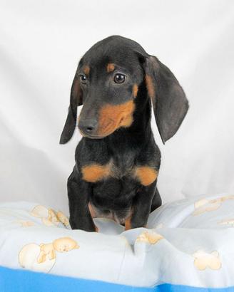 Bassotto maschio nero focato