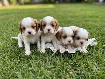 Cavalier king blenheim cuccioli