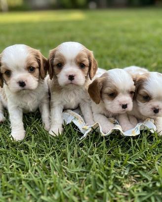 Cavalier king blenheim cuccioli