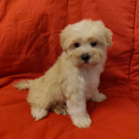 Margot maltipoo toy