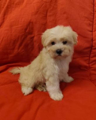Margot maltipoo toy