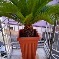 PIANTE DA TERRAZZO - NEGOZIO 