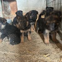 Pastore tedesco pelo lungo con pedigree