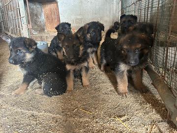 Pastore tedesco pelo lungo con pedigree