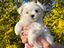 Immagine 4
