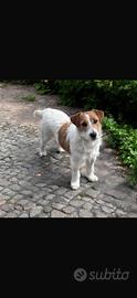 Jack Russel femmina 1 anno