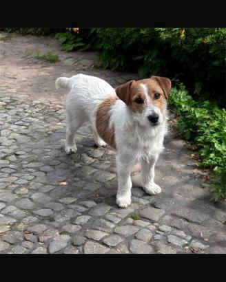 Jack Russel femmina 1 anno