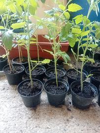 30 Piantine pomodori