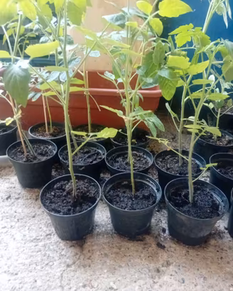 30 Piantine pomodori