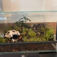 Tarantola +Terrario Bioattivo Completo Geniculata
