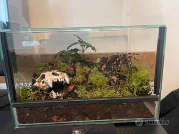 Tarantola +Terrario Bioattivo Completo Geniculata