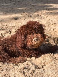 Cucciola Lagotto romagnolo