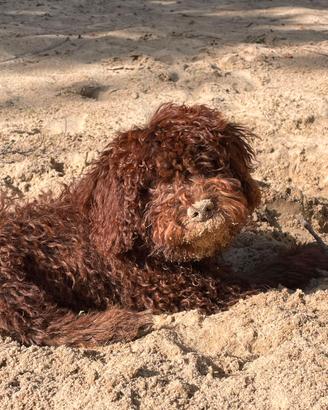 Cucciola Lagotto romagnolo