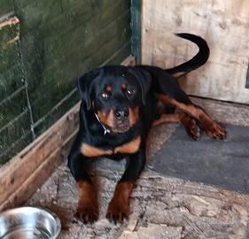Cucciolo maschio di rottweiler con pedigree