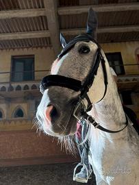 Cavallo Castrone Portoghese