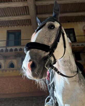 Cavallo Castrone Portoghese