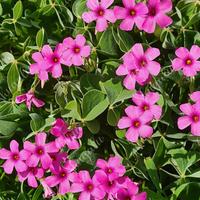 L'oxalis rubra ( Acetosella)