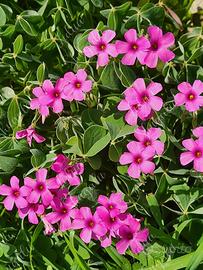 L'oxalis rubra ( Acetosella)