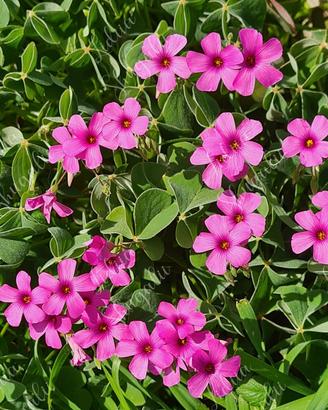 L'oxalis rubra ( Acetosella)