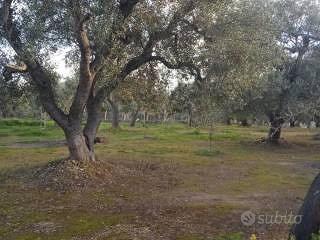 Terreno ulivi - Altro