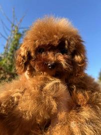 Barboncino maschio-8 mesi-Pedigree ENCI