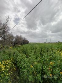 Terreno agricolo Canile Brindisi accesso diretto