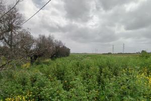 Terreno agricolo Canile Brindisi accesso diretto