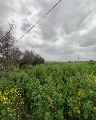 Terreno agricolo Canile Brindisi accesso diretto