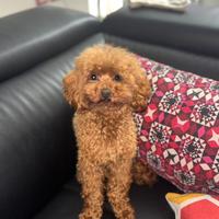 Leone lo stallone barboncino Toy 26cm