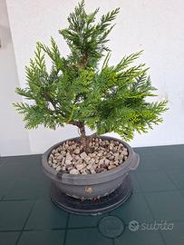 🌲 Bonsai Chamaecyparis Stardust Gold 
