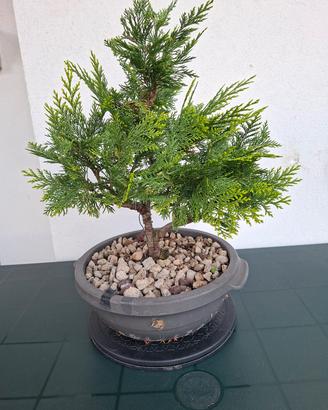 🌲 Bonsai Chamaecyparis Stardust Gold 