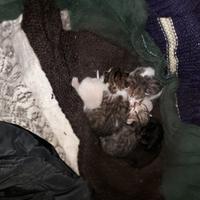 Gattini in arrivo - adottabili