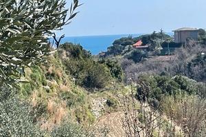 Terreno con ulivi e piante da frutta