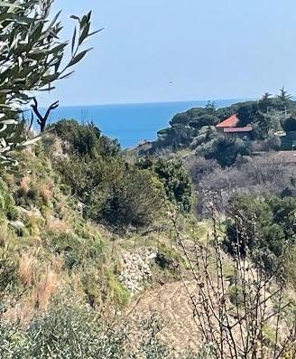 Terreno con ulivi e piante da frutta