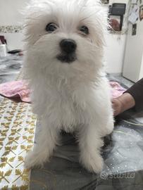 Cuccioli di maltese maschio