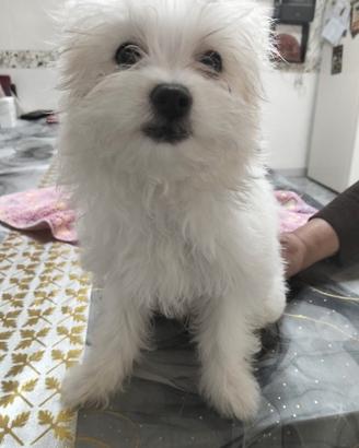 Cuccioli di maltese maschio