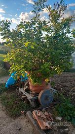 Pianta limone