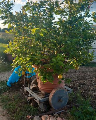 Pianta limone