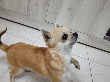 Chiuwawa Pepito