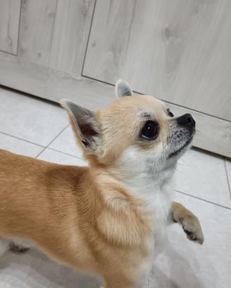Chiuwawa Pepito