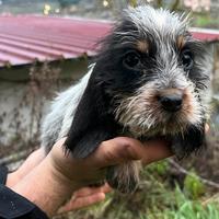 Cucciola di Griffon bleu de gascogne