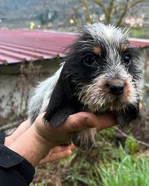 Cucciola di Griffon bleu de gascogne