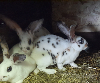 Conigli rex dalmata tricolore