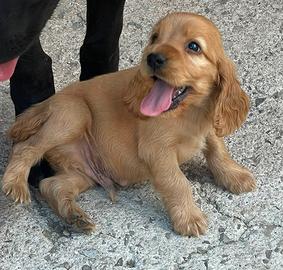 Cocker spaniel cuccioli ottimi da tartufi