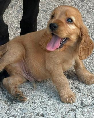 Cocker spaniel cuccioli ottimi da tartufi