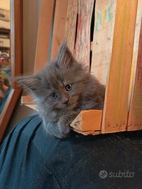 Maine Coon Cucciole Blue Cream Pedigree