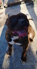 american pitbull 