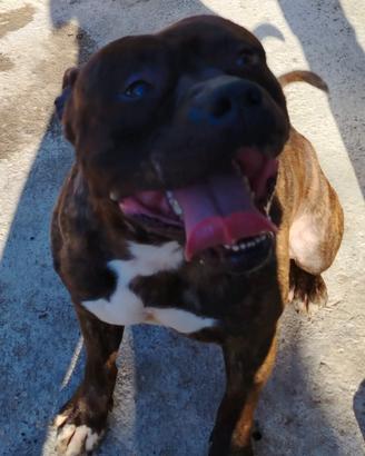 american pitbull 