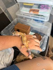 Geco leopardino